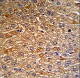 HRG Antibody (aa13-42)