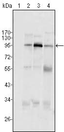 Monoclonal Mouse anti-Human SND1 Antibody (clone 2D7, WB)