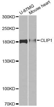 CLIP1 / CLIP-170 Antibody