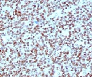 NCL / Nucleolin Antibody (clone NPC23-2, Azide-free, BSA-free)
