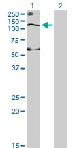 SLC12A4 / KCC1 Antibody (clone 1H6)