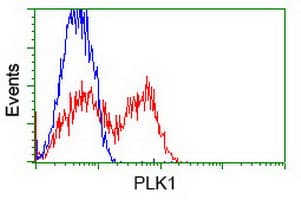 Monoclonal Mouse anti-Human PLK1 / PLK-1 Antibody (clone OTI3F12, IHC, WB)