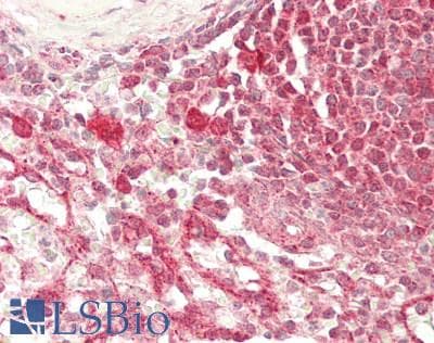 IHC-plus™ NFS1 Antibody
