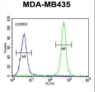 Polyclonal Rabbit anti-Human ALKBH6 Antibody (aa116-145, IHC, WB)