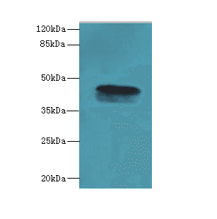 C19orf47 Antibody