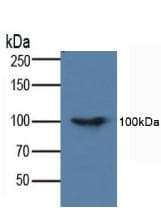 FADD Antibody (aa7-178)