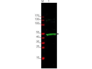 PROS1 / Protein S Antibody (aa1-25)
