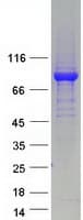 Human WDR26 Protein (Recombinant Myc-DDK (Flag))