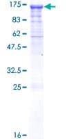 Human PCDHGC4 Protein (Recombinant GST)