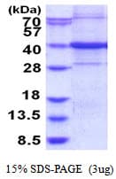 Human C9orf100 Protein (Recombinant His)