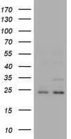 RAB21 Antibody (clone OTI6B1, Carrier-free)