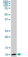 ATP6V1G2 Antibody (clone 2E11)