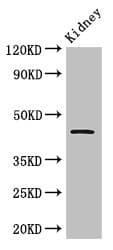 TP53 / p53 Antibody