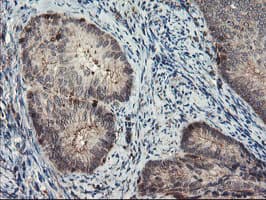 Monoclonal Mouse anti-Human SENP2 Antibody (clone OTI1D7, IHC, IF, WB)