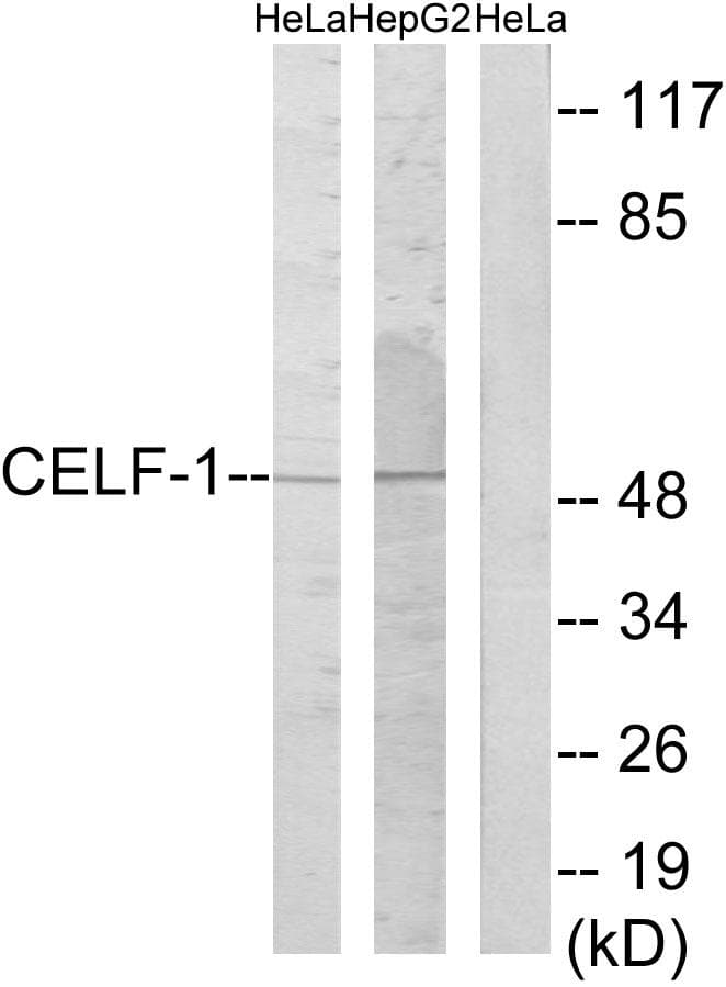 CELF1 / CUGBP1 Antibody