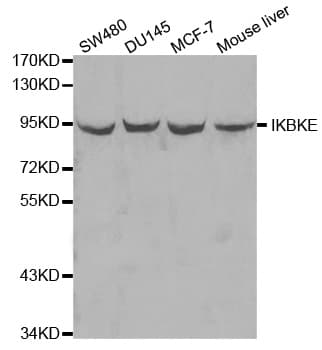IKBKE / IKKI / IKKE Antibody
