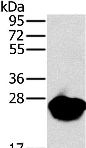 MYL3 Antibody