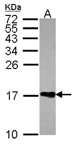 Polyclonal Rabbit anti-Human H2AFZ / H2A.z Antibody (IHC, IF, WB)