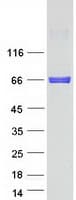 Human NFIA / Nuclear Factor 1 Protein (Recombinant Myc-DDK (Flag))