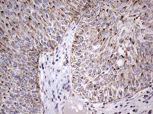 ATP5O Antibody (aa24-213, clone OTI2E9)
