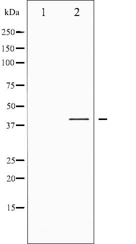 CREB1 / CREB Antibody (phospho-Ser142)