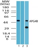 IHC-plus™ APG4B / ATG4B Antibody
