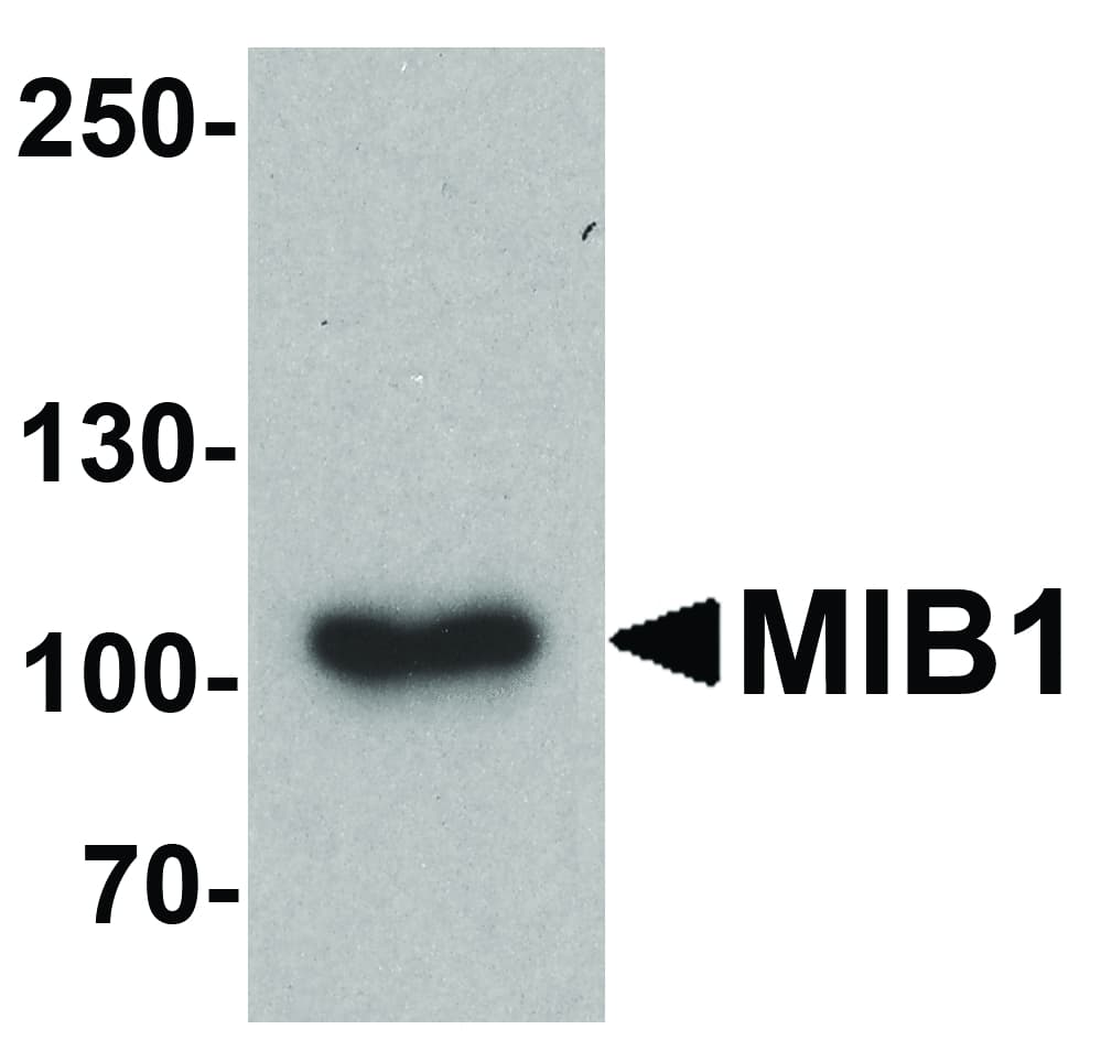Polyclonal Rabbit anti-Human MIB1 Antibody (IF, WB)