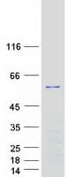 Human PLEKHO1 / CKIP-1 Protein (Recombinant Myc-DDK (Flag))