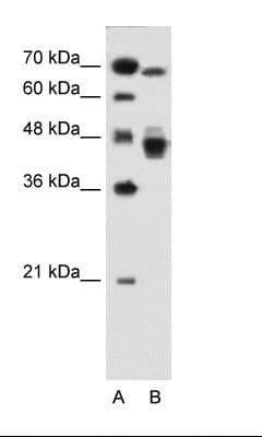 EAR2 / NR2F6 Antibody (aa21-70)