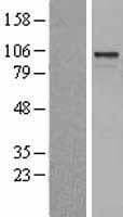 ARHGEF15 Protein (Over-Expression Lysate Myc-DDK (Flag))