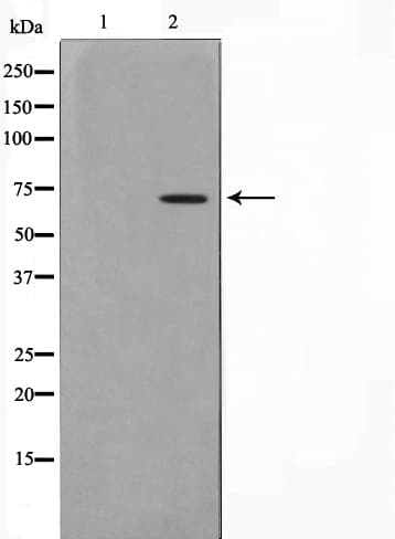 PIAS3 Antibody