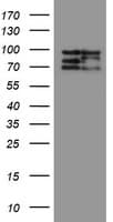 CNOT4 / CLONE243 Antibody (clone OTI1H2)