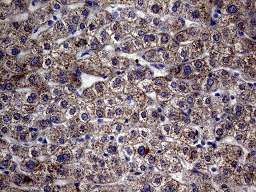 GLOD2 / MCEE Antibody (clone OTI3B11, Carrier-free)