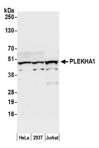 PLEKHA1 Antibody (aa354-404)