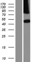 FAM69C Protein (Over-Expression Lysate Myc-DDK (Flag))