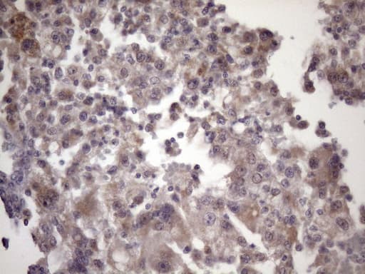 Monoclonal Mouse anti-Human BTEB / KLF9 Antibody (clone OTI6A9, Carrier-free, IHC, WB)