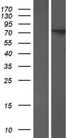HPS / HPS1 Protein (Over-Expression Lysate Myc-DDK (Flag))