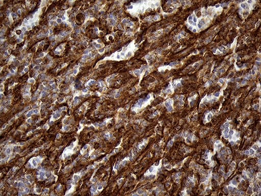 IFITM2 Antibody (clone OTI3B1, Carrier-free)