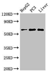 Polyclonal Rabbit anti-Human FARSB Antibody (IF, WB)