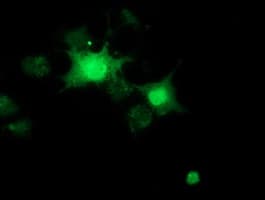 RBBP9 Antibody (clone OTI4G3)