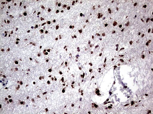 C14orf166 Antibody (clone UMAB175)