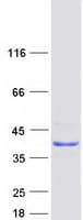 Human CXorf26 Protein (Recombinant Myc-DDK (Flag))