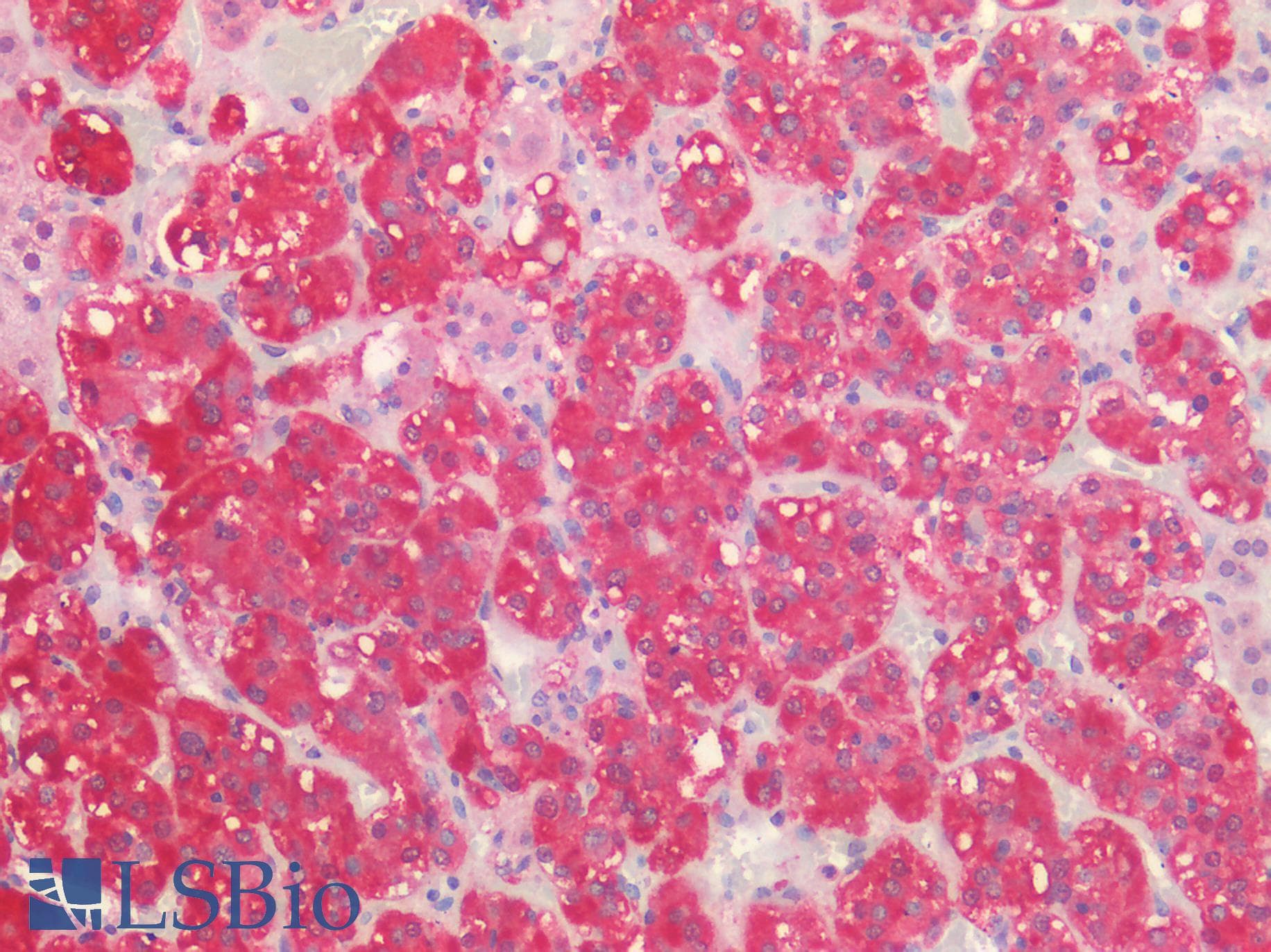 IHC-plus™ P2RX3 / P2X3 Antibody