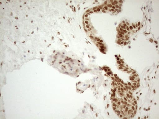 Monoclonal Mouse anti-Human RGL2 Antibody (clone OTI10F2, aa547-777, IHC, WB)