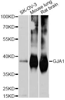 GJA1 / CX43 / Connexin 43 Antibody