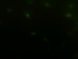 EPCAM Antibody (clone OTI4G10)