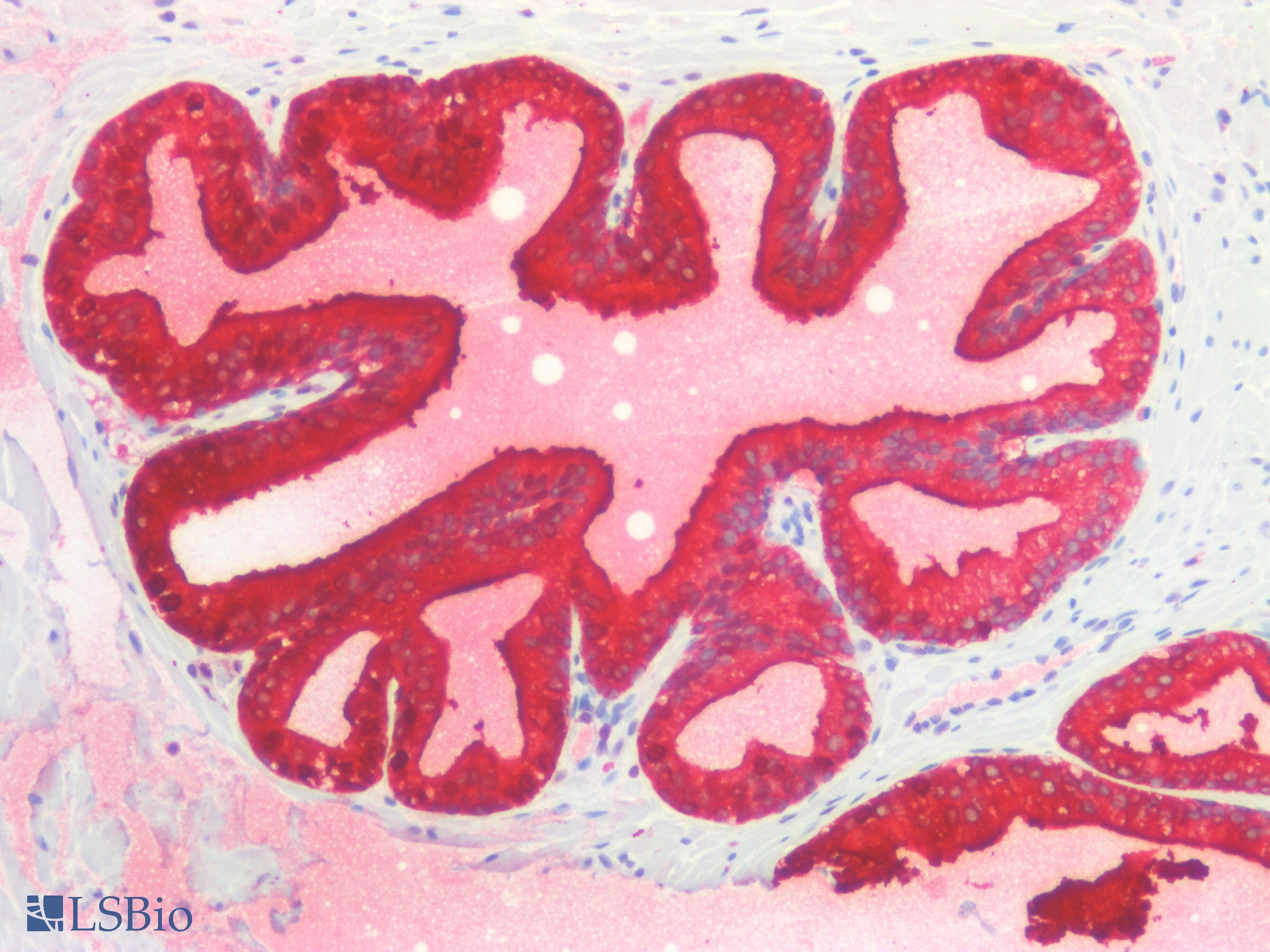 IHC-plus™ KLK3 / PSA Antibody (C Terminus)