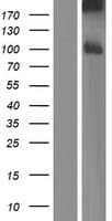 PCDHB8 Protein (Over-Expression Lysate Myc-DDK (Flag))