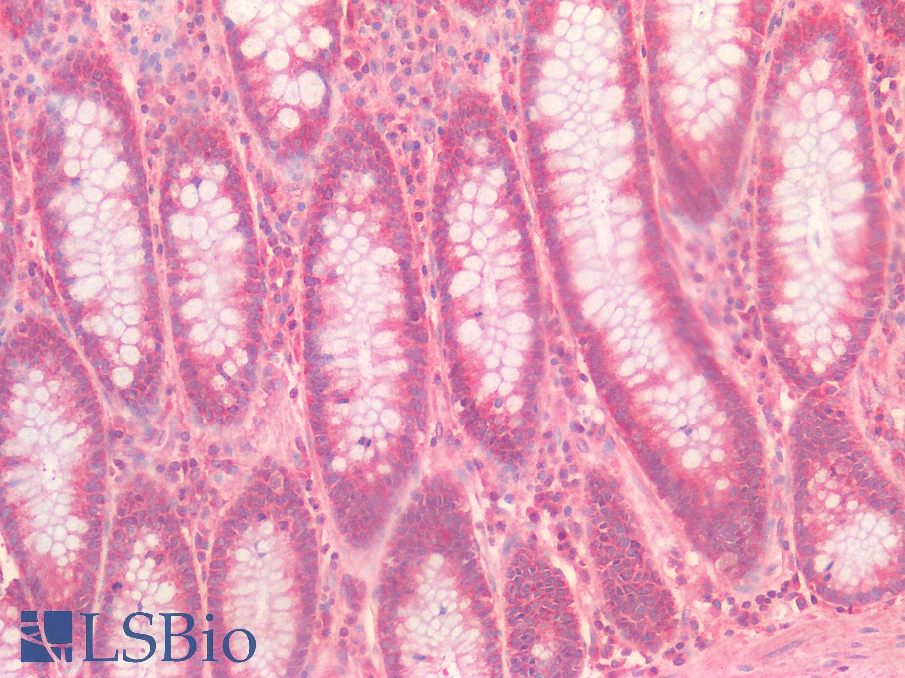 NME4 Antibody