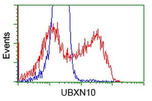 UBXN10 Antibody (clone OTI2F6)